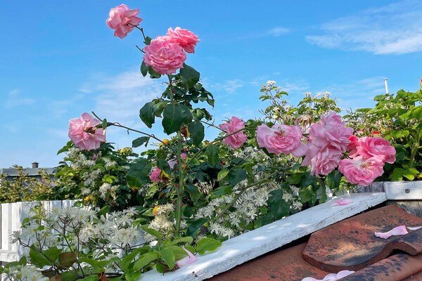 Foto van 6 persoons vakantie huis in Otterup-By Traum - Vakantiehuis in Otterup - Outdoor