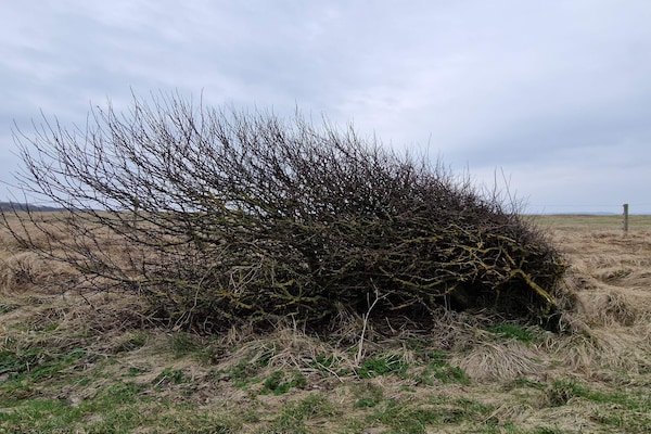 Foto van 6 persoons vakantie huis in Spøttrup-By Traum - Vakantiehuis in Spøttrup - Untagged