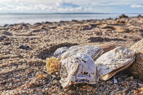 Foto van 6 persoons vakantie huis in Spøttrup-By Traum - Vakantiehuis in Spøttrup - Untagged