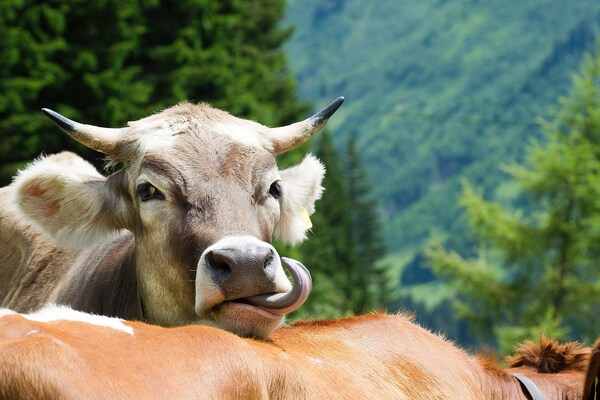 Foto van Appartement in Damüls bij Skibanen - Vakantiehuis in Damüls - AreaSummer20KM