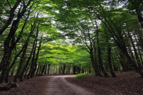 Foto van Retreat met uitzicht op het bos van Rendeux - Vakantiehuis in Rendeux-Beffe - AreaSummer20KM