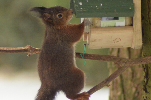 Foto van Vreedzaam boschalet - Vakantiehuis in Wechelderzande (Lille) - AreaSummer5KM
