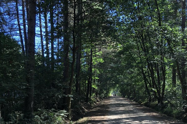 Foto van Vreedzaam boschalet - Vakantiehuis in Wechelderzande (Lille) - AreaSummer5KM