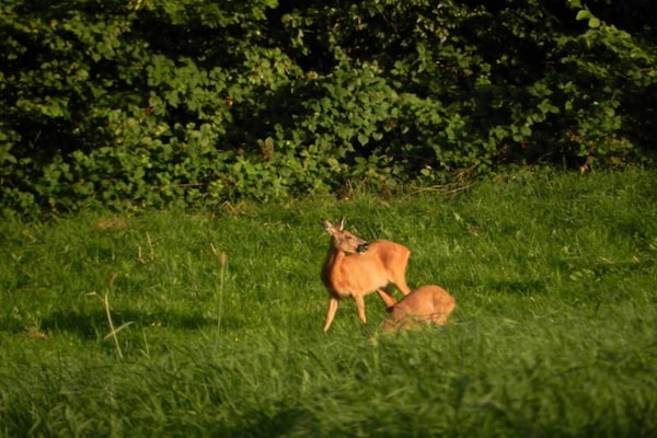 Foto van Ruime plek in Hamoir - Vakantiehuis in Hamoir - AreaSummer20KM