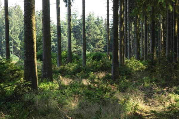 Foto van Gezellige natuurontsnapping, Stoumont - Vakantiehuis in Stoumont - AreaSummer20KM