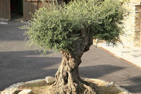 Foto van Vielsalm Verblijf met harige vrienden - Vakantiehuis in Vielsalm - Ambiance