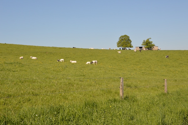 Foto van Ruime Wéris-bosontsnapping - Vakantiehuis in Durbuy-Wéris - AreaSummer5KM