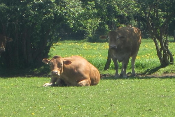 Foto van Luxe zonnetent in Dochamps - Vakantiehuis in Dochamps - AreaSummer5KM
