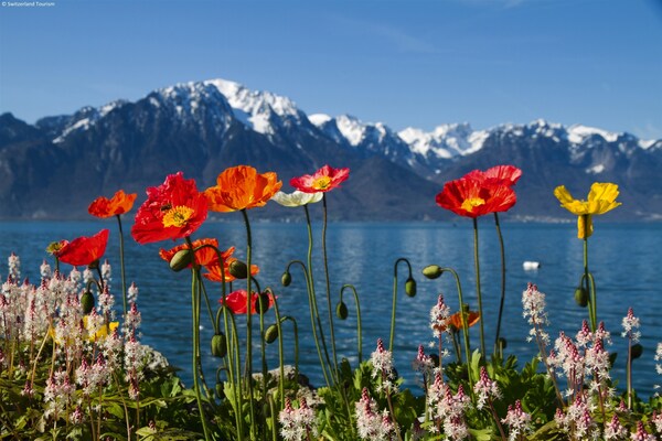Foto van Appartement vlakbij de skilift. - Vakantiehuis in La Tzoumaz - Ambiance