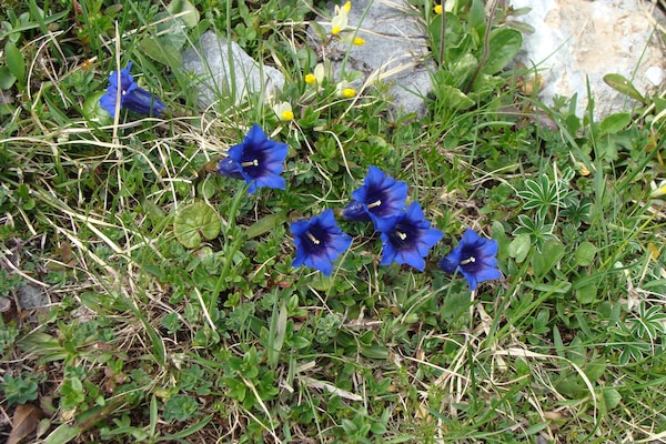 Foto van Natuurontsnapping in de Kandervallei - Vakantiehuis in Kandergrund - AreaSummer5KM