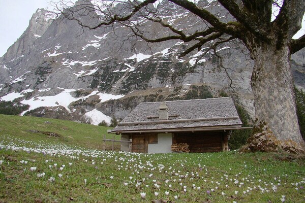 Foto van Chalet in de Zwitserse bergen - Vakantiehuis in Goldswil bei Interlaken - Untagged