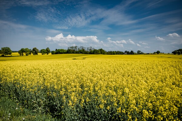 Foto van Vakantiehuis in Neu Poserin voor 5 personen - Vakantiehuis in Neu Poserin - AreaSummer5KM