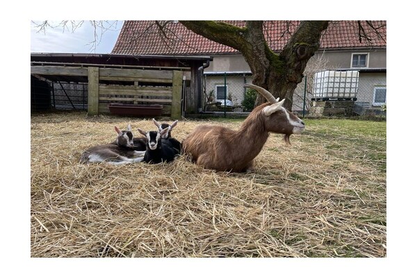Foto van Boerderij - Schoena - Vakantiehuis in Schöna - Untagged