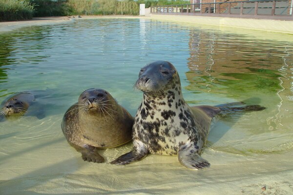 Foto van Bush Sand Lee moderne retraite - Vakantiehuis in Friedrichskoog-Spitze - AreaSummer5KM