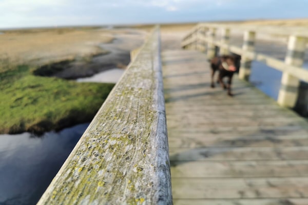 Foto van Biologisch appartement strandgras - Vakantiehuis in St. Peter-Ording - Untagged
