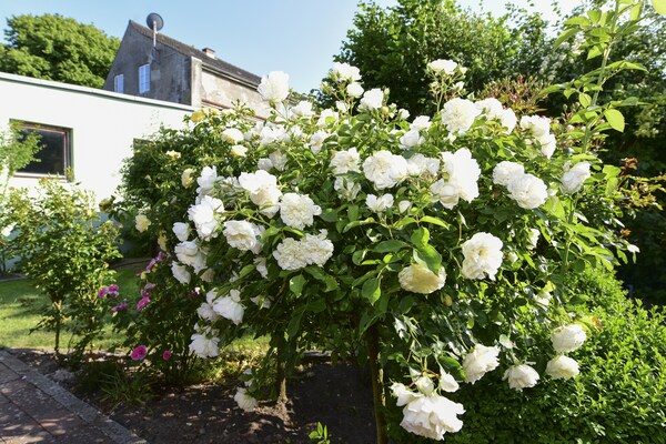 Foto van Vakantieappartement in Wyk Boldixum voor vier personen - GardenSummer