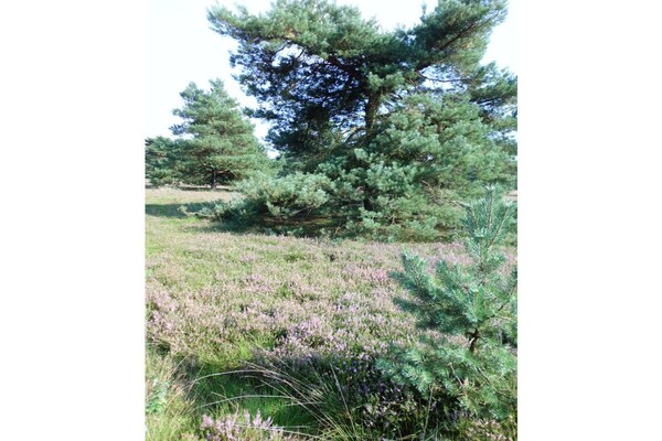 Foto van Blokhut Blueberry in Heide - Vakantiehuis in Neuenkirchen - Untagged