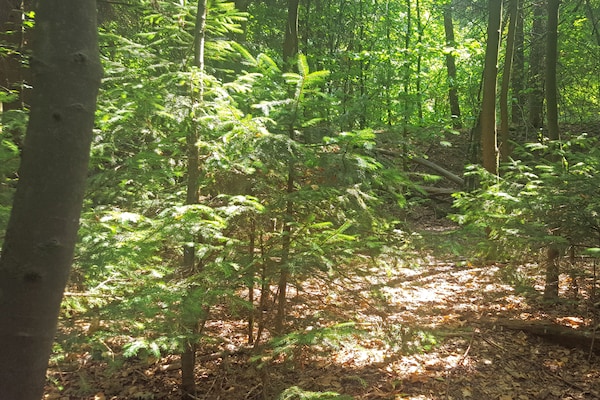 Foto van Forest-Edge Braunlage Home - Vakantiehuis in Braunlage - AreaSummer5KM