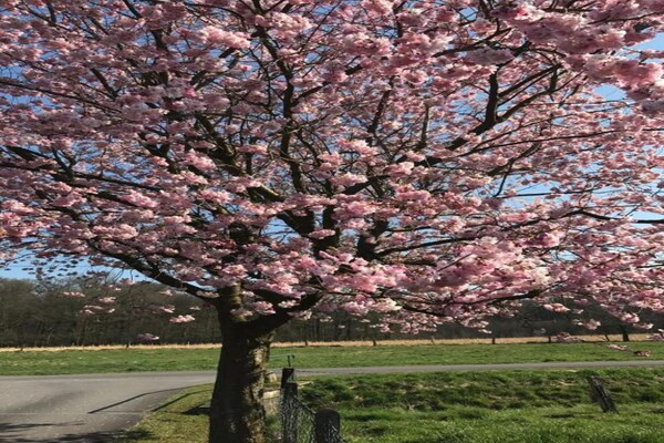 Foto van Villa met moderne touch - Vakantiehuis in Bad Bentheim - AreaSummer20KM