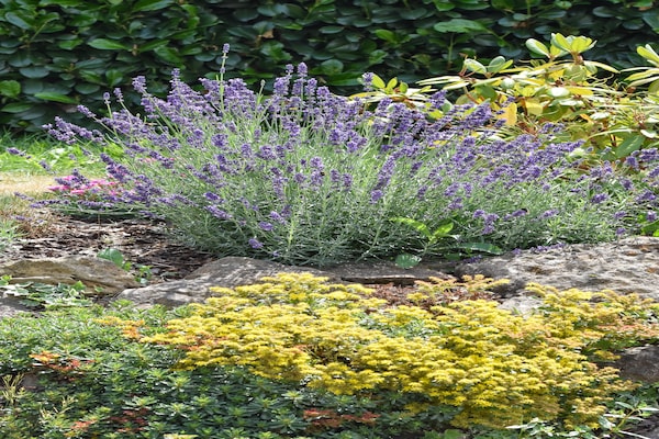 Foto van Vakantiehuis in Bos met Terras & BBQ - Vakantiehuis in Berlingen - GardenSummer