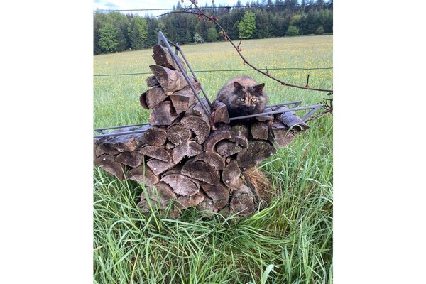 Foto van Biologische boerderij met 3 slaapkamers - Vakantiehuis in Elzach \/Heidburg - Untagged