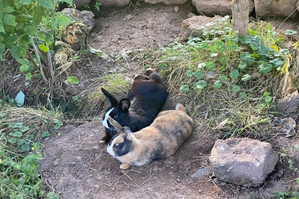 Foto van Biologische boerderij met 3 slaapkamers - Vakantiehuis in Elzach \/Heidburg - Untagged