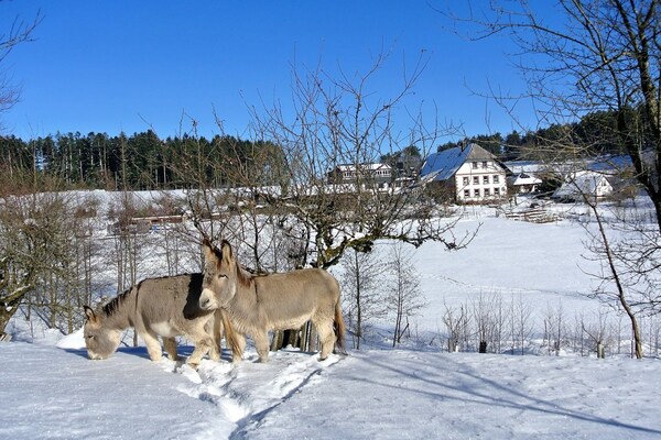 Foto van Biologische boerderij met 2 slaapkamers - Vakantiehuis in Elzach\/Heidburg - Untagged