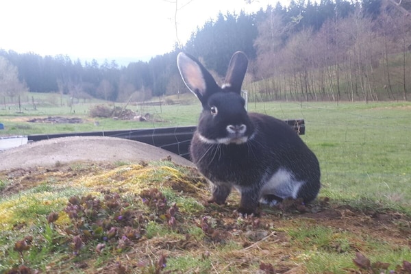 Foto van Biologische boerderij met 2 slaapkamers - Vakantiehuis in Elzach\/Heidburg - Untagged