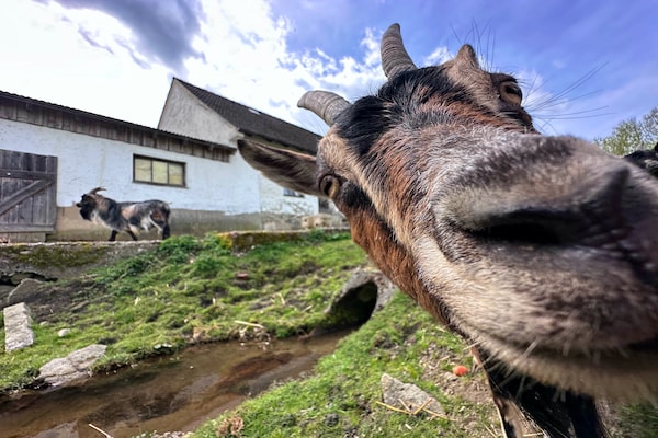 Foto van Comfort aan het meer met tuin - Vakantiehuis in Neunburg vorm Wald - AreaSummer1KM