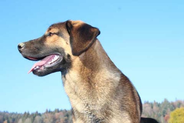 Foto van Appartement Roswitha met sauna in Freyung - Vakantiehuis in Freyung - Ambiance