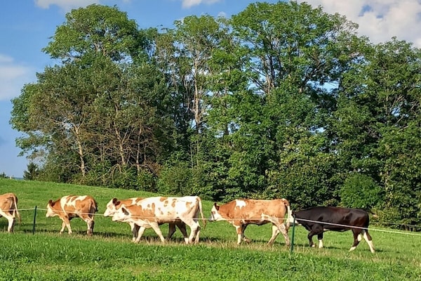 Foto van Biologische boerderij met 2 slaapkamers - Vakantiehuis in Wegscheid - Untagged