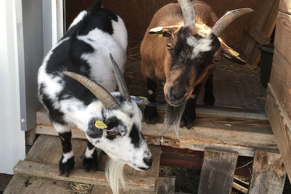 Foto van Biologische boerderij met 2 slaapkamers - Vakantiehuis in Wegscheid - Untagged