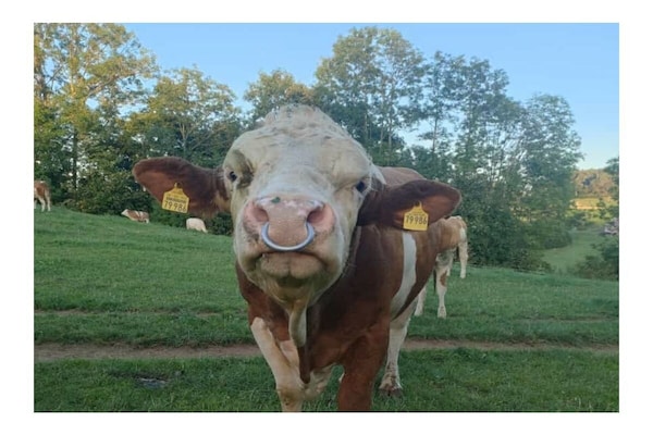 Foto van Biologische boerderij met 2 slaapkamers - Vakantiehuis in Wegscheid - Untagged