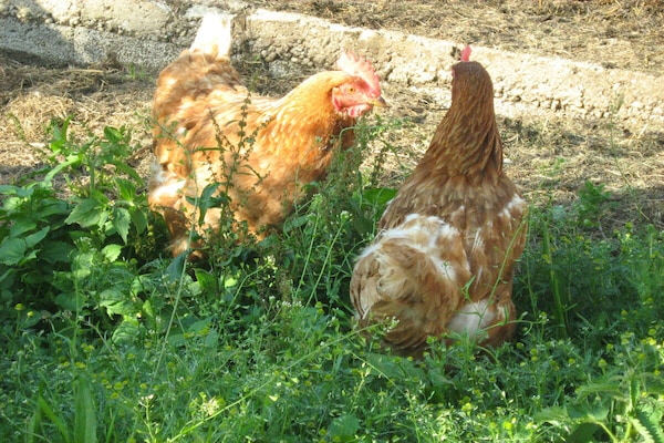 Foto van Biologische boerderij met 2 slaapkamers - Vakantiehuis in Wegscheid - Untagged