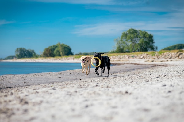 Foto van Rijtjeshuis in de badplaats Dampland aan de Oostzee - AreaSummer1KM