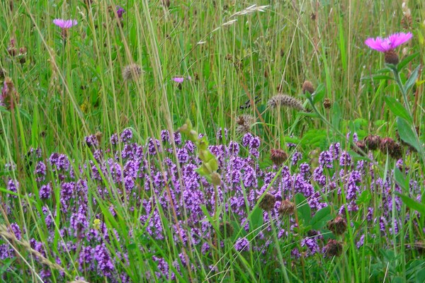 Foto van Chalet met tuin in de Pyreneeën - Vakantiehuis in Roquefort de Sault - Ambiance