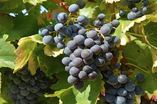 Foto van Zalig verblijf in Mandourelle - Vakantiehuis in Villesèque-des-Corbières - Ambiance