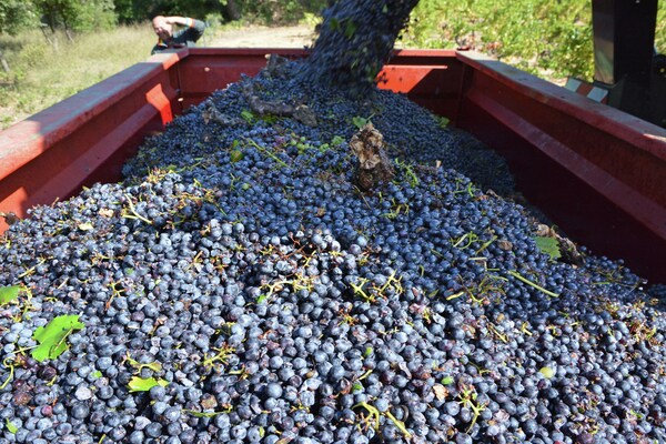 Foto van Zalig verblijf in Mandourelle - Vakantiehuis in Villesèque-des-Corbières - Ambiance