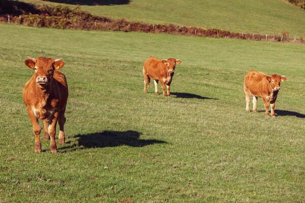 Foto van Gezellig vakantiehuis vlakbij de Causses du Quercy - AreaSummer1KM