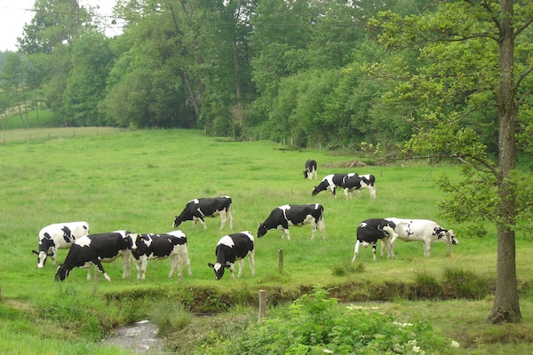 Foto van Familie-uitje met terras - Vakantiehuis in Montgothier - AreaSummer5KM