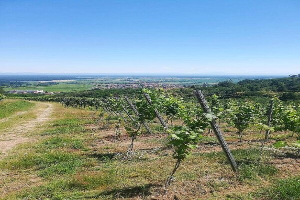 Foto van Appartement in Dambach bij Wijngaarden - Vakantiehuis in Dambach-la-Ville - AreaSummer5KM