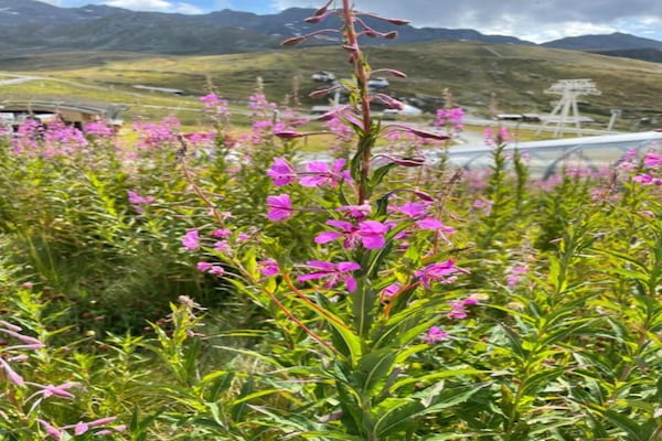 Foto van Bosrijk toevluchtsoord in de Alpen - Vakantiehuis in Val Thorens - AreaSummer20KM
