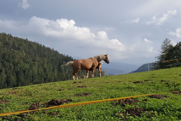 Foto van Woonplaats Waldrelax - Vakantiehuis in Senale San Felice - Untagged