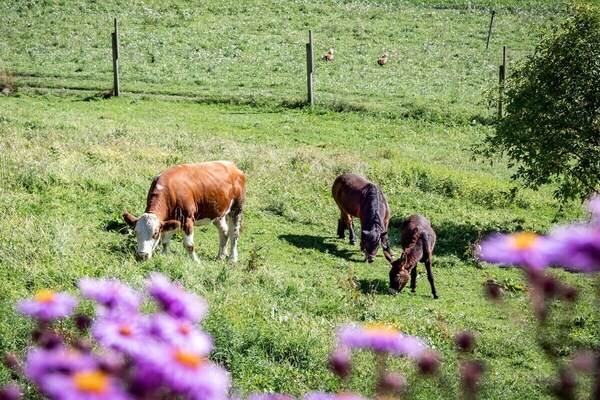 Foto van Boerderij met 1 slaapkamer - Vakantiehuis in Völs am Schlern - Untagged