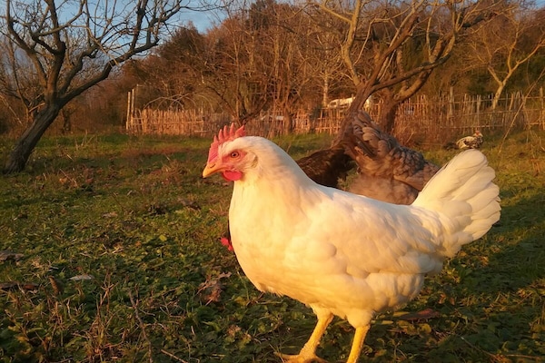 Foto van Biologische boerderij met 1 slaapkamer - Vakantiehuis in Palaia - Untagged
