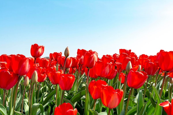 Foto van Villa in Julianadorp bij Strand - Vakantiehuis in Julianadorp aan Zee - Ambiance