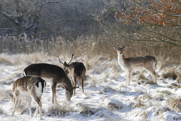 Foto van Chalet Duinpan Water 4 - Vakantiehuis in Noordwijk - Untagged