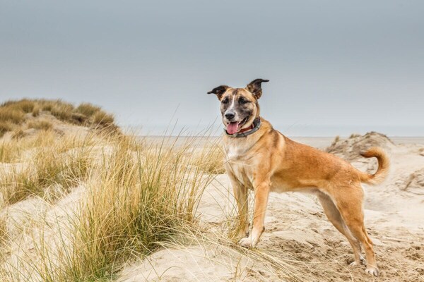 Foto van Chalet Wellness Ferdinand || Europa - Vakantiehuis in Noordwijk ZH - Untagged