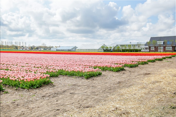 Foto van Bungalow bij Noordwijkse stranden - Vakantiehuis in Noordwijkerhout - AreaSummer5KM