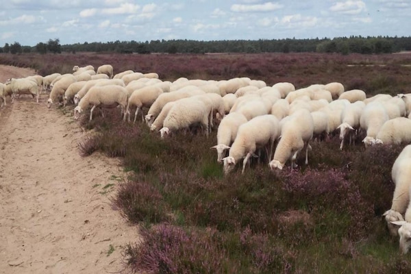 Foto van Villa in Nederland met ruime tuin - Vakantiehuis in Voorthuizen - AreaSummer20KM